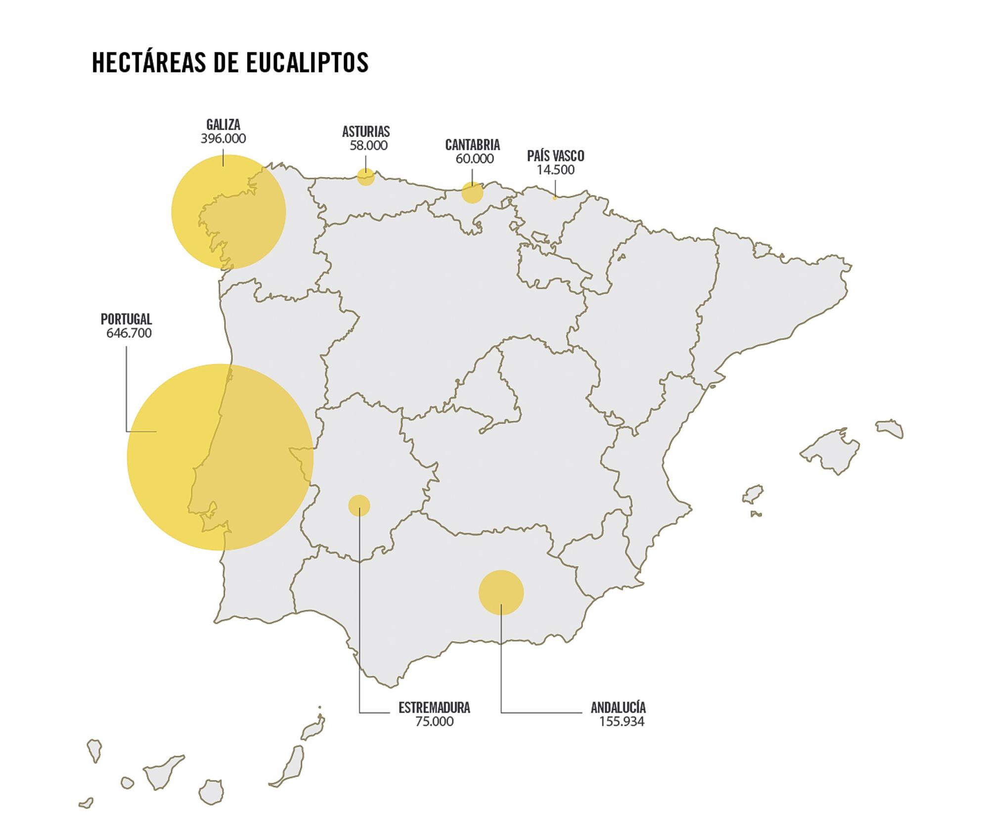hectáreas eucalipto
